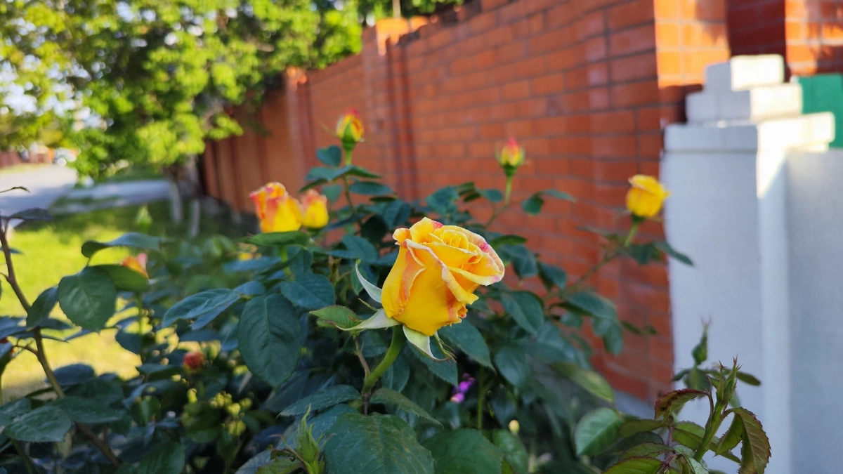 Не роза, а стойкий садовый "боец": цветёт без перерыва, ее не "берут" мучнистая роса и чёрная пятнистость