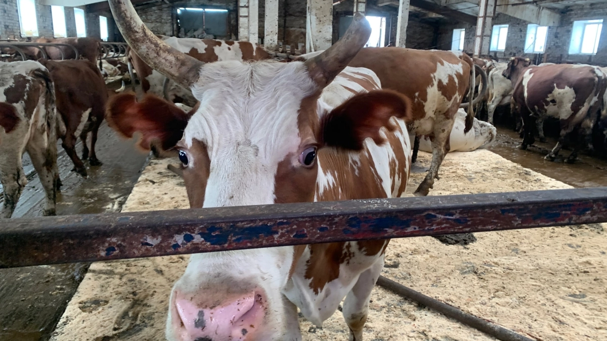 Удар копытом: в Удмуртии корова отправила доярку в больницу с переломом таза