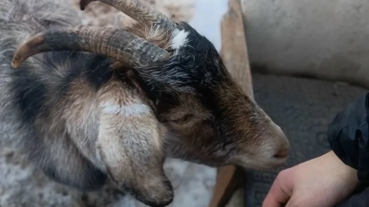 В Удмуртии спасатели достали козу из овощной ямы при помощи альпинистского снаряжения