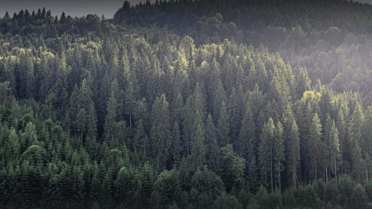 В Удмуртии утвержден сводный план тушения лесных возгораний на 2026 год