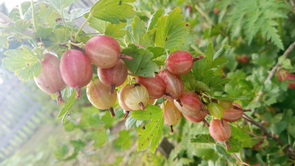 250 г в воду – крыжовник будет крупным и сочным: поливаем весной и собираем целую тонну урожая