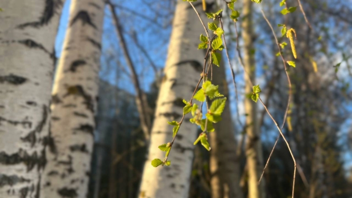 Прогноз погоды в Удмуртии на 23 марта: в республику придет потепление до +11 градусов при переменной облачности