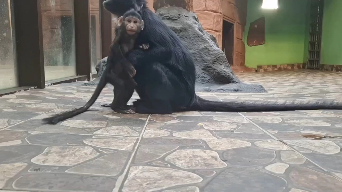 В Удмуртии детеныш мангобея вышел на первую прогулку с матерью