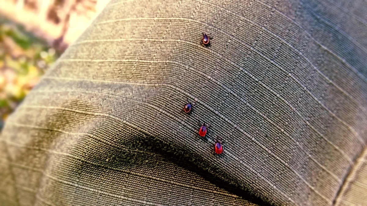 Как проверить участок на клещей за пару минут: метод с вафельным полотенцем