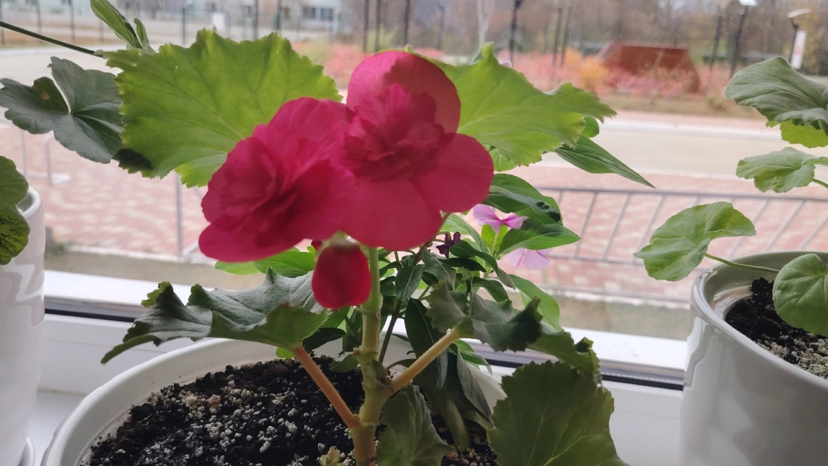 В марте даю гераням «болтушку» — и на окне красота: старые кусты и свежие черенки рвутся перецвести друг друга