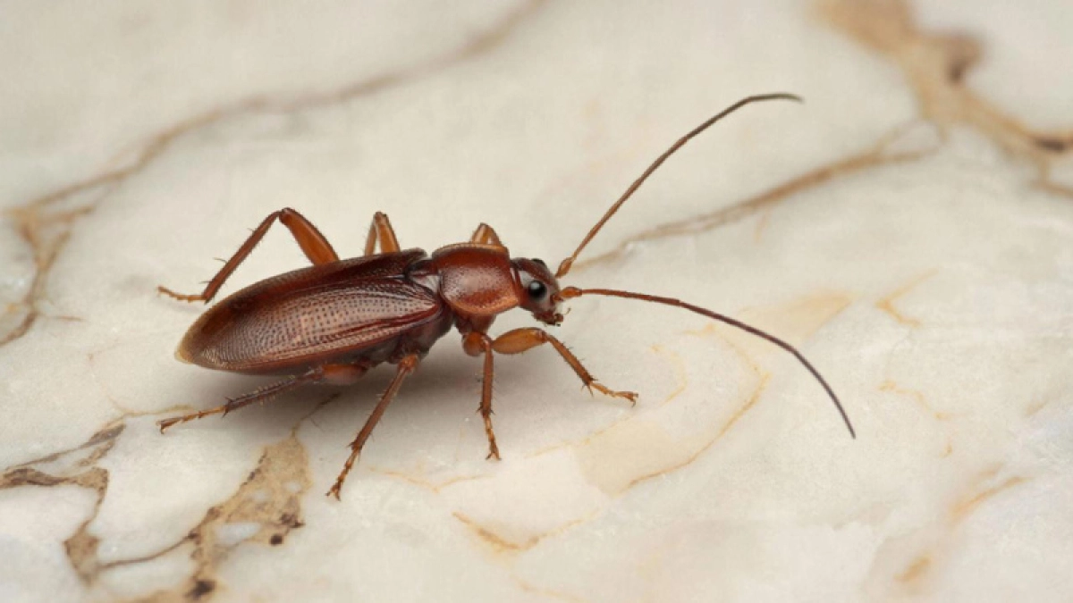 Раскидываю по углам – тараканы выскочили из дома как пробка: безопасно для детей и животных