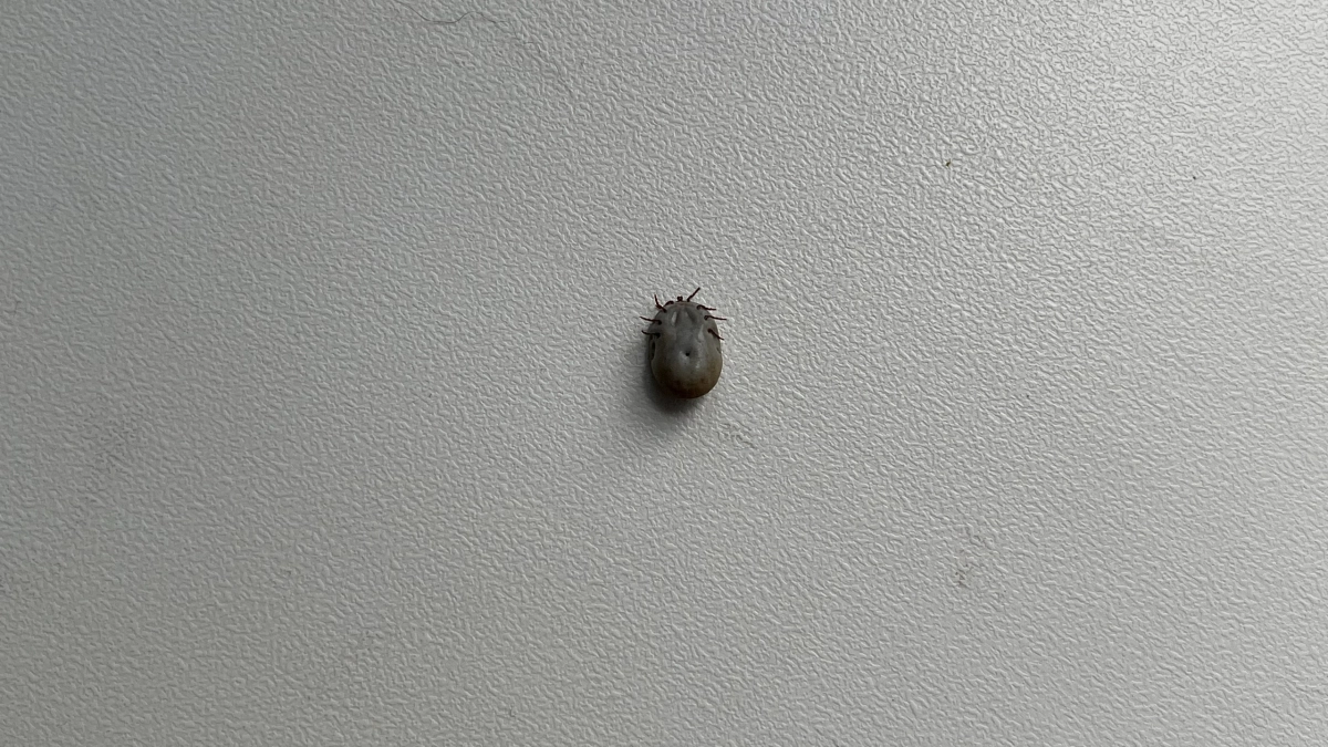 С начала года вакцинацию от клещевого энцефалита прошли 7,5 тысячи жителей Удмуртии