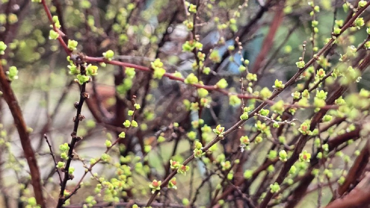 Весь апрель будет аномальным: синоптики поделились новым прогнозом на весну