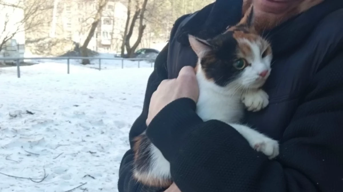 В Удмуртии профессиональные альпинисты сняли кошку с высокого дерева