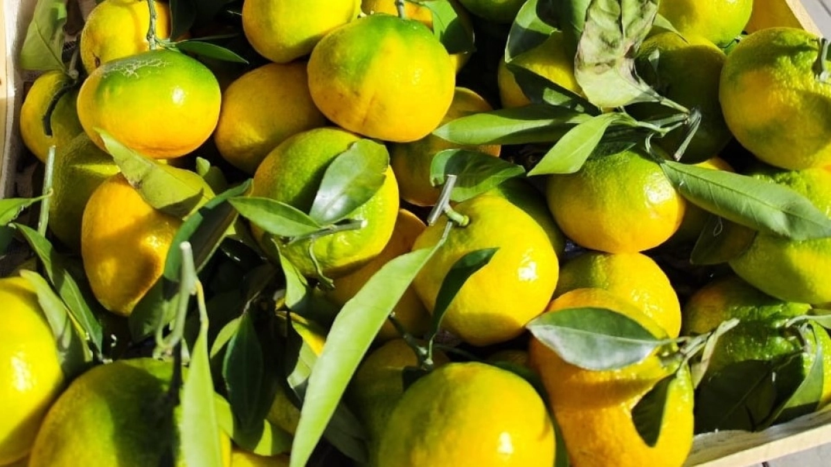 Лимонные корки больше не мусор: заливаю уксусом и всю весну мою дом за копейки