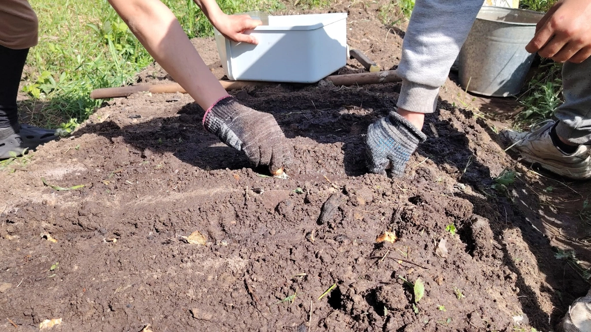 Миска крупы вместо 10 кг навоза: кидаем сразу после схода снега весной - и земля приятнее шелка