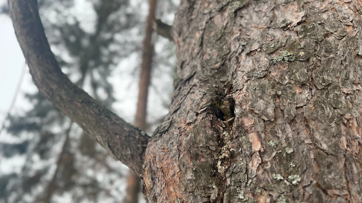 Прогноз погоды в Удмуртии 3 апреля: потепление до 18 градусов и угроза паводка