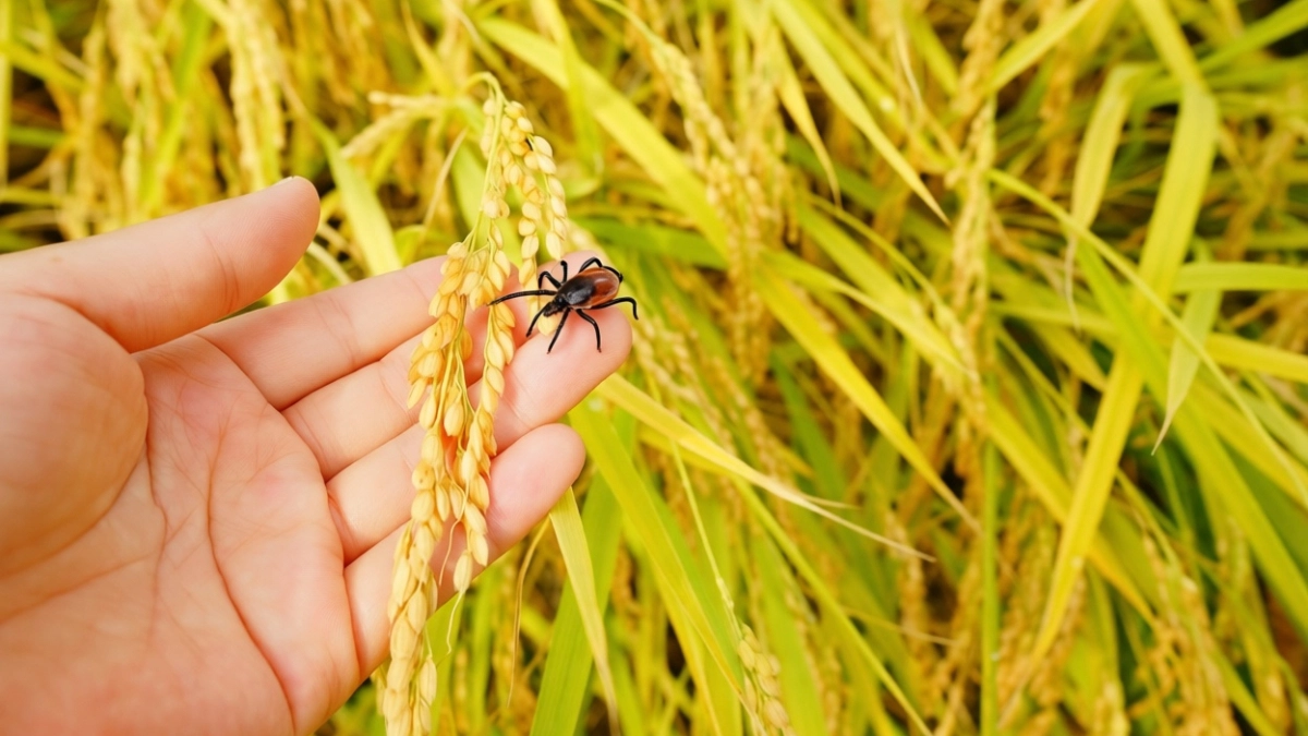 У клещей нет ни единого шанса: полный гид для безопасного отдыха на природе