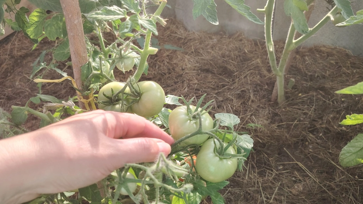 Сажаем томаты в теплице весной по золотому правилу: ямочный способ для любой почвы