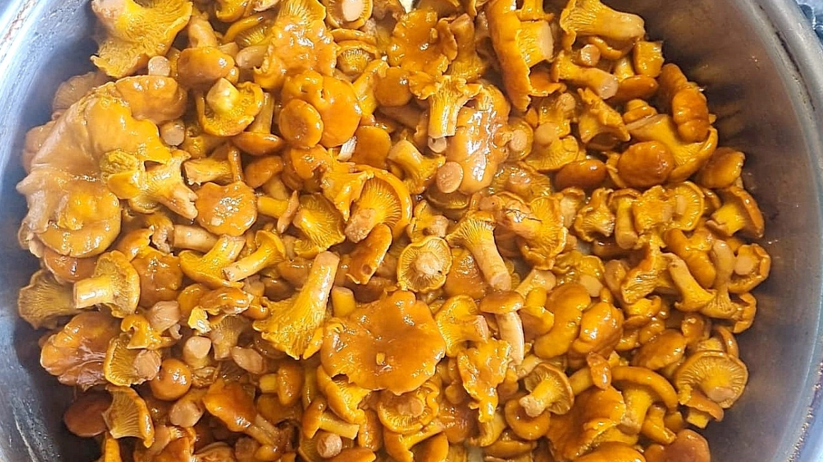 От сморчков до маслят: когда стартует сезон грибной охоты — рассказал миколог Михаил Вишневский