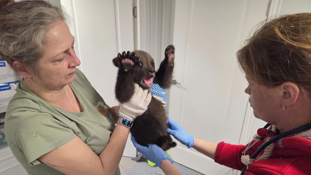 Трех осиротевших медвежат из Удмуртии передали в специализированный приют