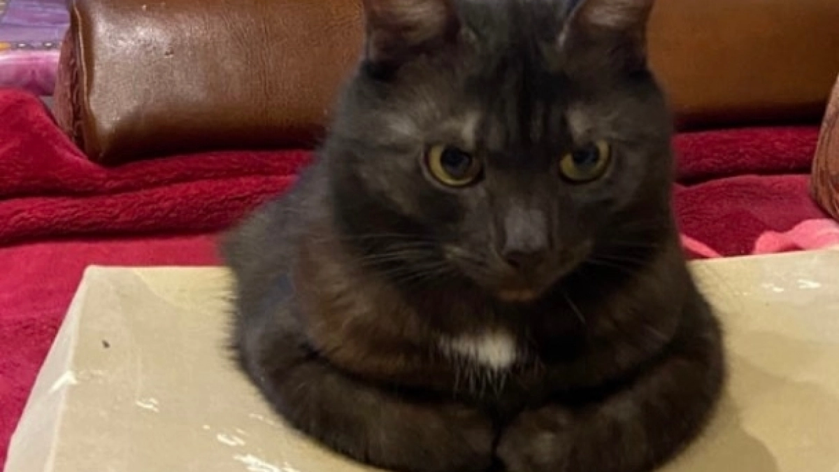 Почему нельзя ругать кошек за разбитую посуду и исцарапанную мебель: совет эксперта