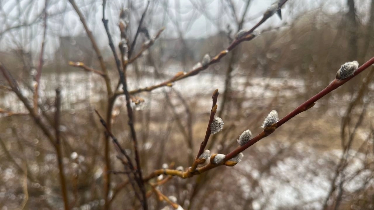 Синоптики предупредили жителей Удмуртии о тумане и возвращении снега 7 апреля: прогноз погоды и рекомендации для водителей