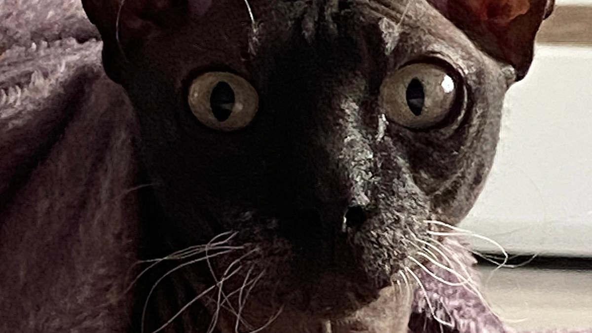 Сколько лет максимально живут кошки в квартирах при хорошем уходе