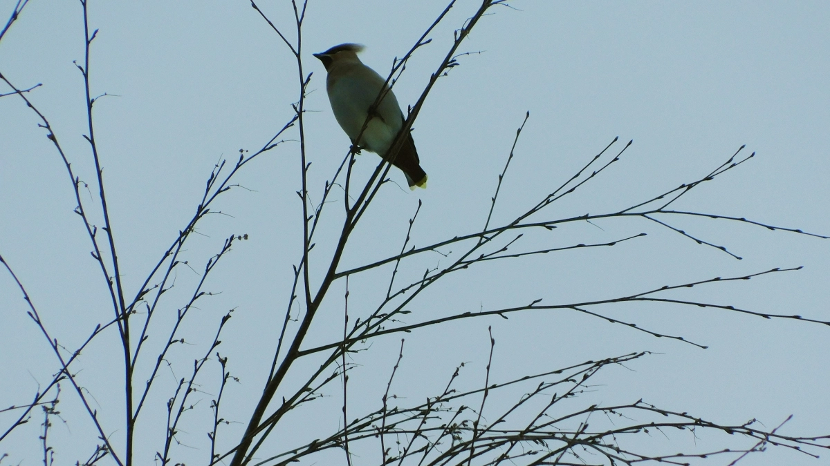 Прогноз погоды в Удмуртии на 8 апреля: синоптики обещают тепло до +5 градусов
