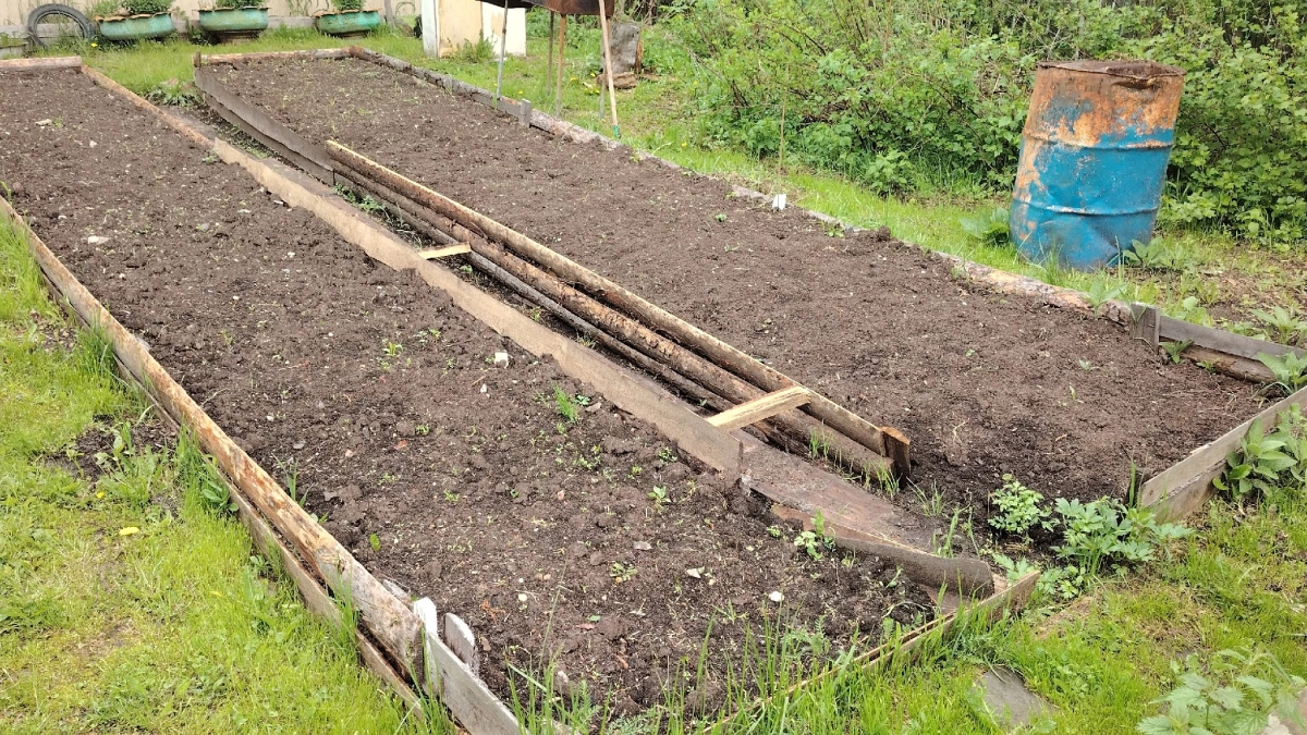 Дачники, запишите: вот какие культуры следует посеять в апреле 2026 года