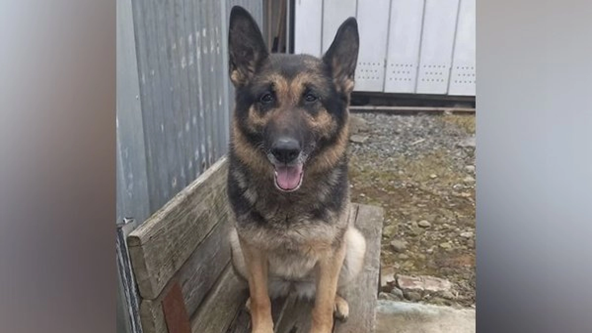 Три служебные собаки сотрудников УФСИН в Удмуртии вышли на пенсию и нашли новый дом