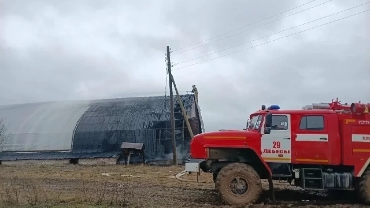 В Удмуртии при пожаре на ферме спасли 46 телят