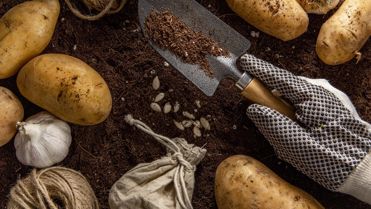 Какие удобрения вносить в лунку при посадке картофеля весной - пошаговый план