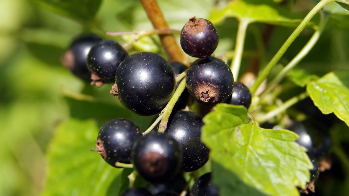 2 стакана под куст — и смородина "забросает" урожаем: ягод больше, чем звезд на небе