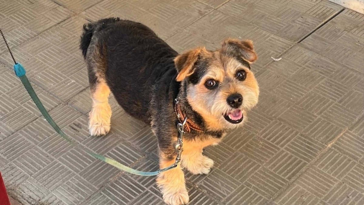 Жителям Удмуртии рассказали 7 способов успокоить питомца в долгой поездке