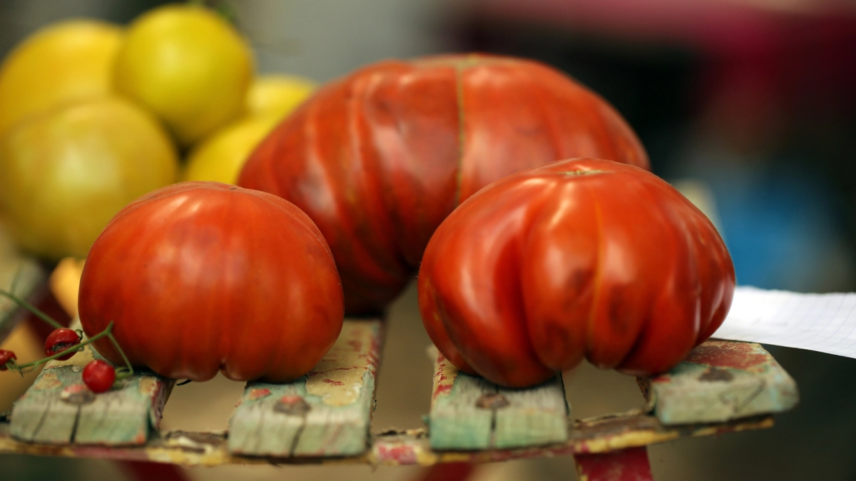 1 ложка в лунку - томаты всегда здоровые, медовые и мясистые: по 25 кг с куста