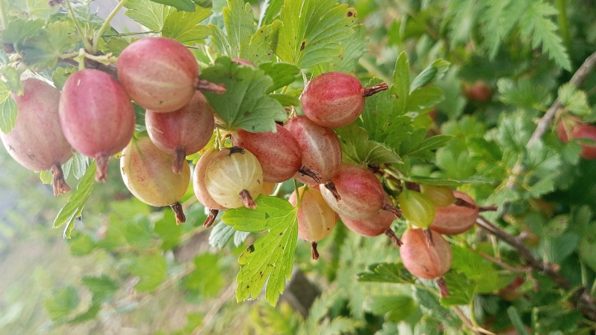 Сладкий крыжовник без царапин и слез: 7 лучших сортов без шипов — ягодка к ягодке