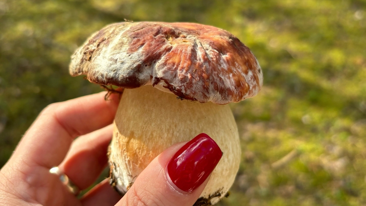 Какие грибы собирать в апреле – три безопасных вида: на опушках легко собрать полную корзину