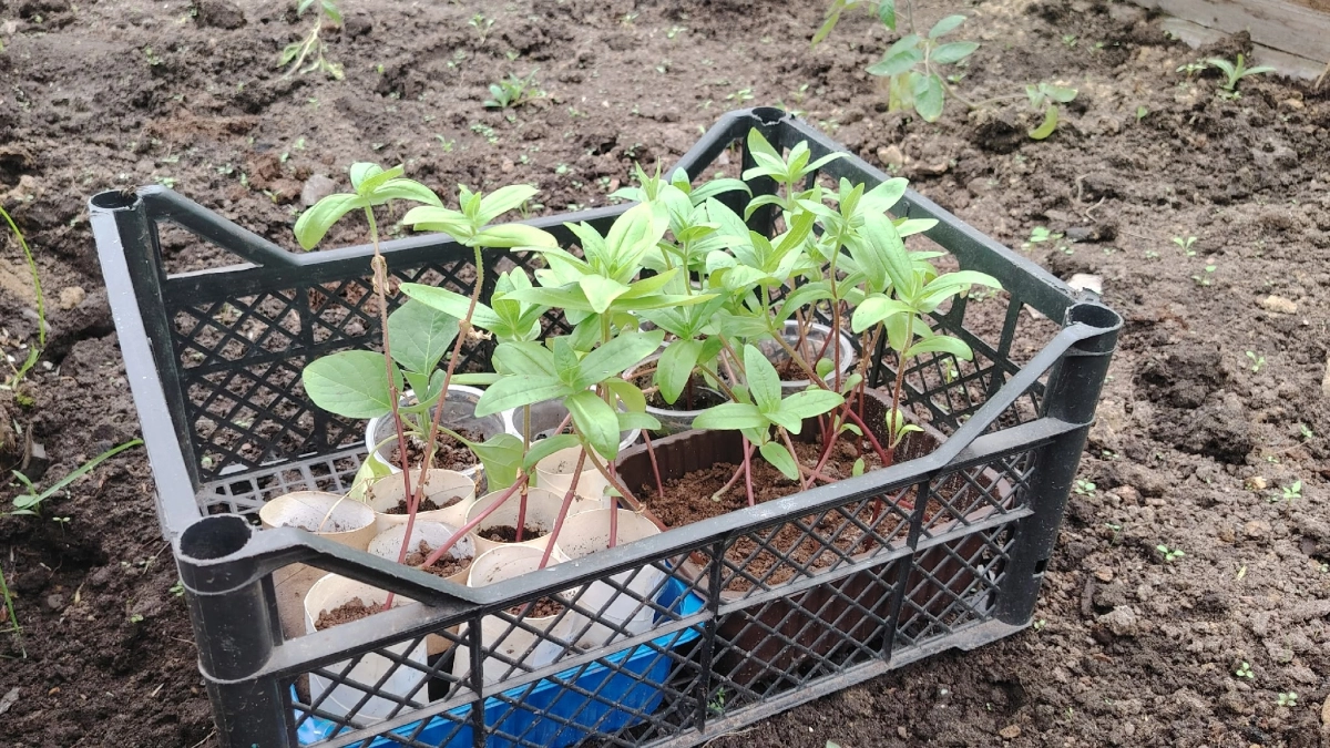 Самые удачные дни для посева томатов и огурцов в апреле: как не промахнуться с датами