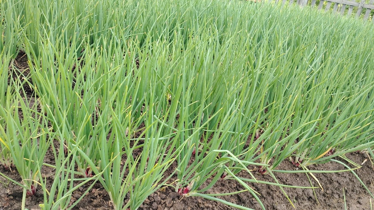 Дачники, при посадке только так - запомните: лук крупный и сочный - вкуснее не бывает