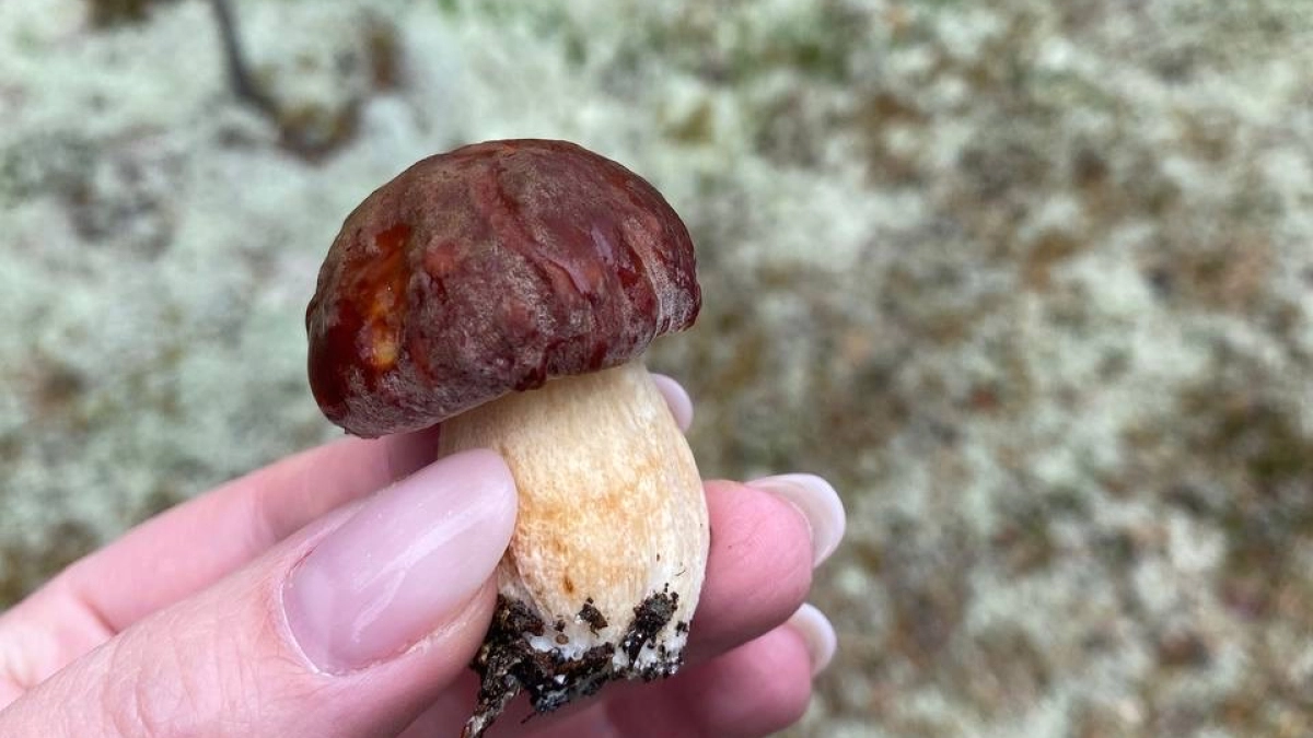 Какие грибы можно собирать в апреле без риска для здоровья