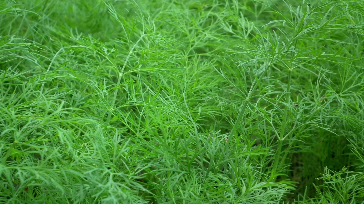 Укроп взойдет щеткой и весь сезон будет кудрявый, без зонтиков. Секрет моей бабушки