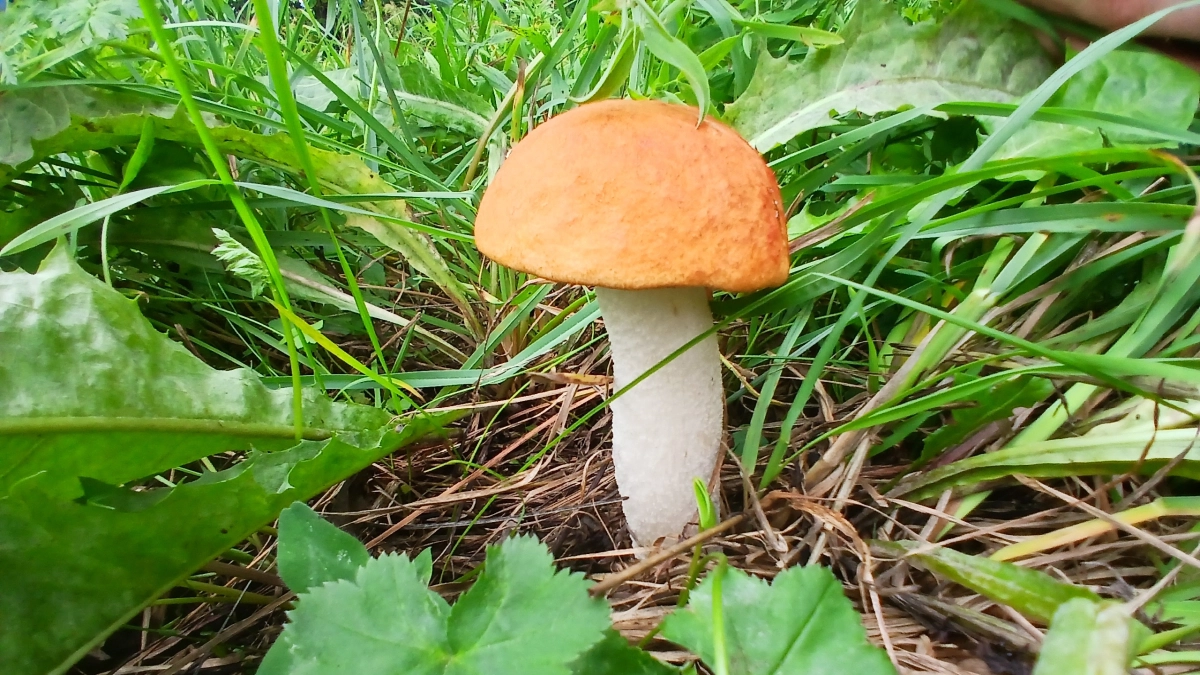 Эксперты прогнозируют «грибной бум» из-за влажной погоды: на какой гриб будут охотиться россияне в апреле