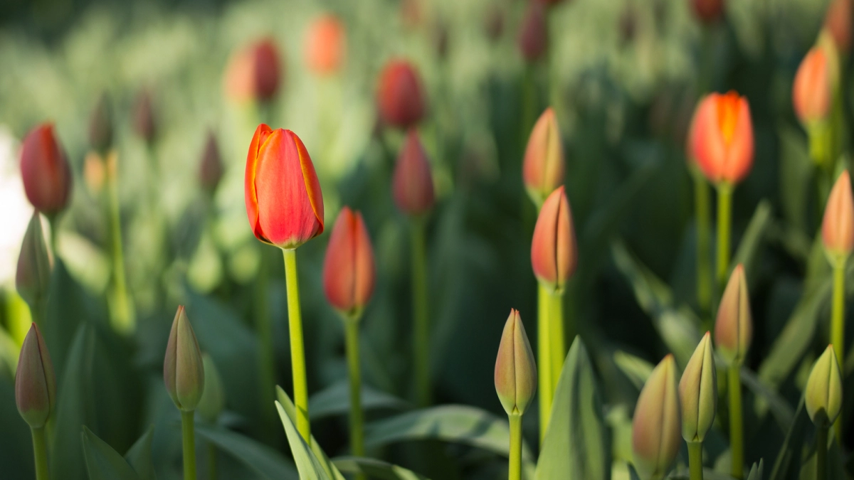 Сразу снова посадить: как создать фейерверк тюльпанов - интересный метод