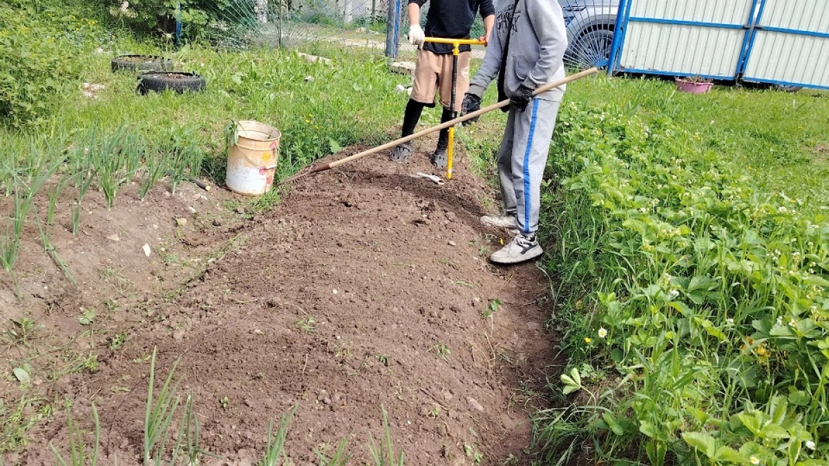 Присыпаю междурядья этой смесью: сорняки не лезут всё лето — экономлю на прополке и наслаждаюсь чистым огородом