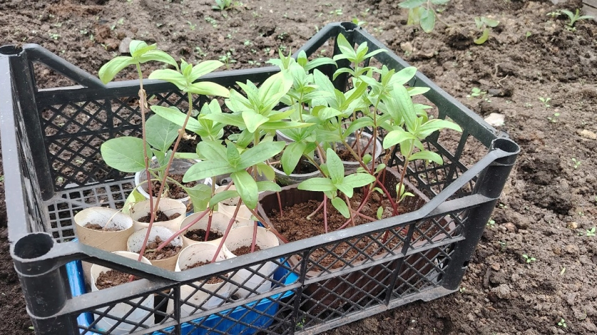 Почему желтеют листья у рассады томатов: как быстро найти причину и спасти растения - пошаговая инструкция