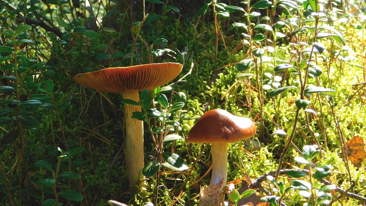 Рядовка майская: что нужно знать об этих весенних съедобных грибах