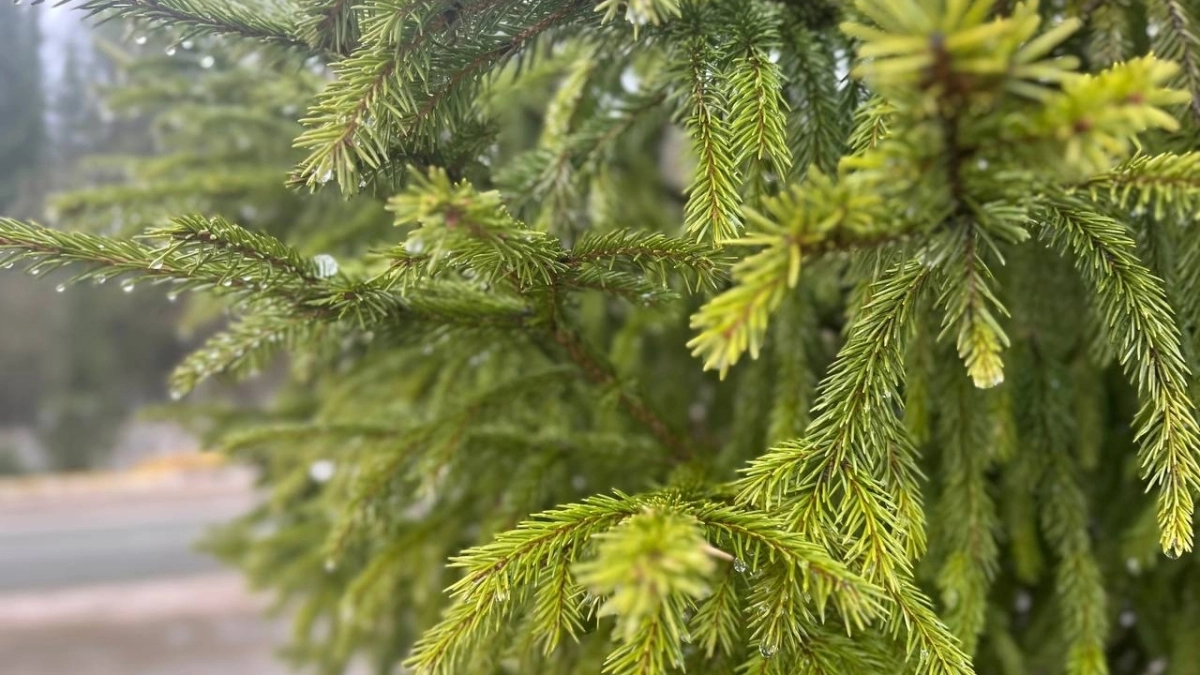 Прогноз погоды в Удмуртии: 18 апреля ожидаются дожди и умеренный ветер