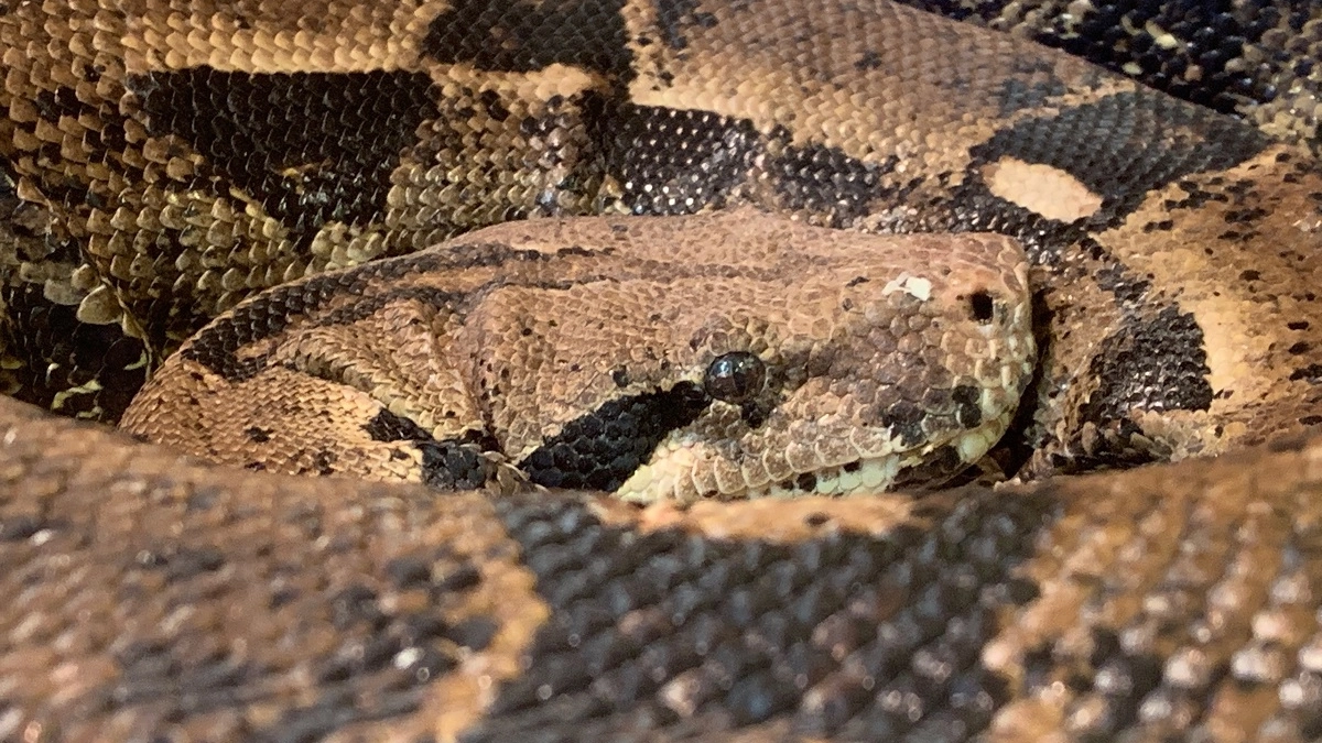 Не сажайте это у дома: растение, которое притягивает змей как магнит - запомните раз и навсегда