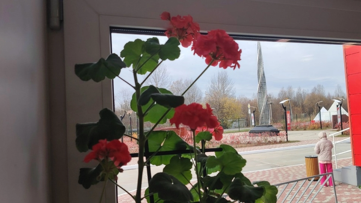 1/2 стакана под корень - герань как Мисс Мира: бутоны даже на новых черенках