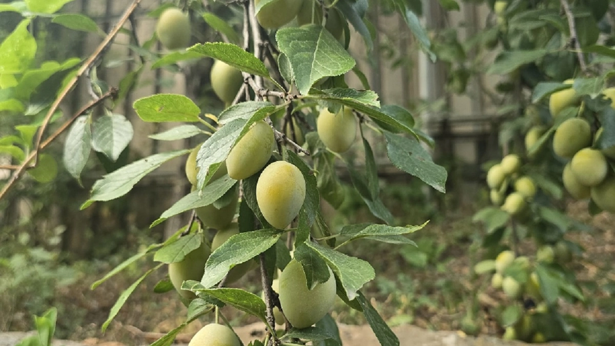 Не персик и не слива: плоды слаще сахара, растет без хлопот хоть в Сибири, хоть на юге - чудо селекции