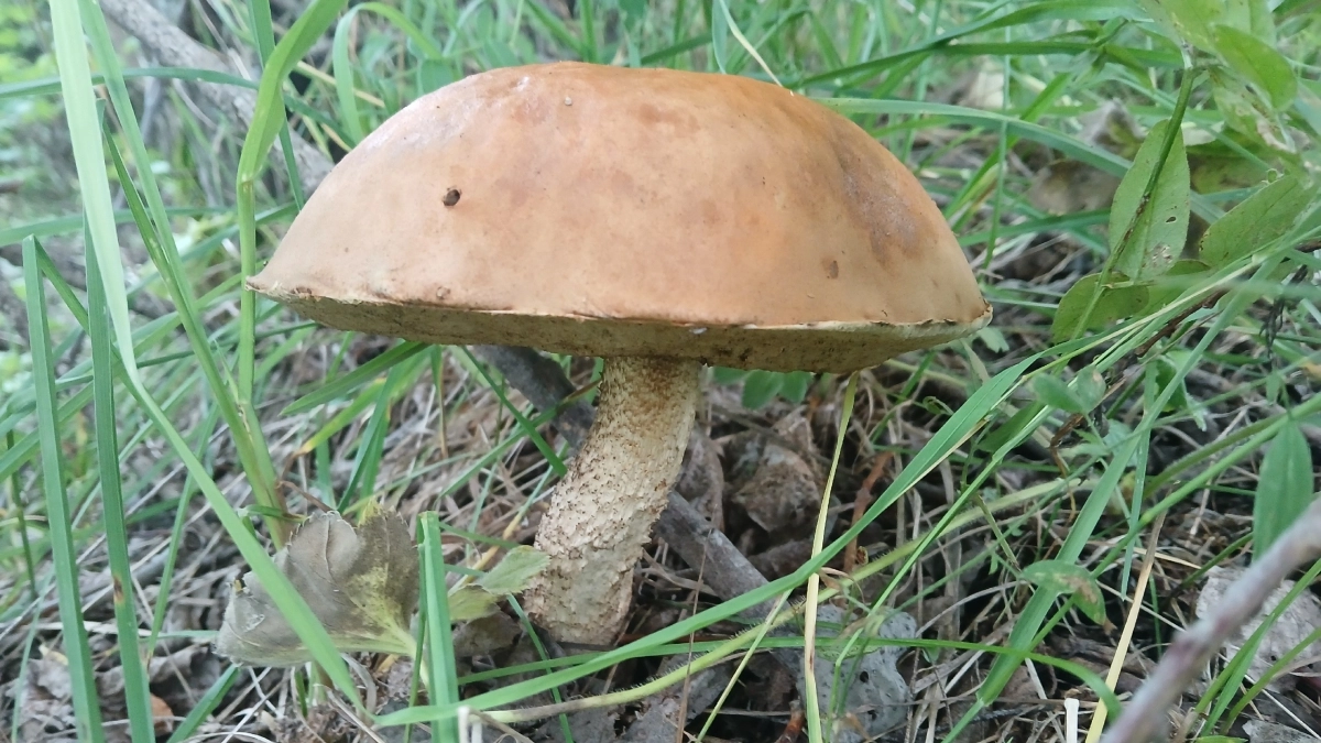 С детства неправильно научили собирать грибы. Червивые тоже нужно было брать, их легко почистить - запомните на всю жизнь 