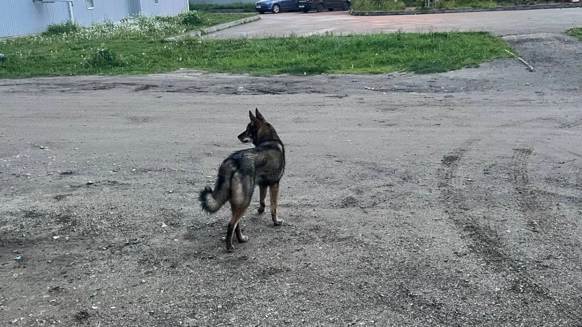 Почти 1000 жителей Удмуртии пострадали от укусов животных с начала 2026 года: сводка Роспотребнадзора