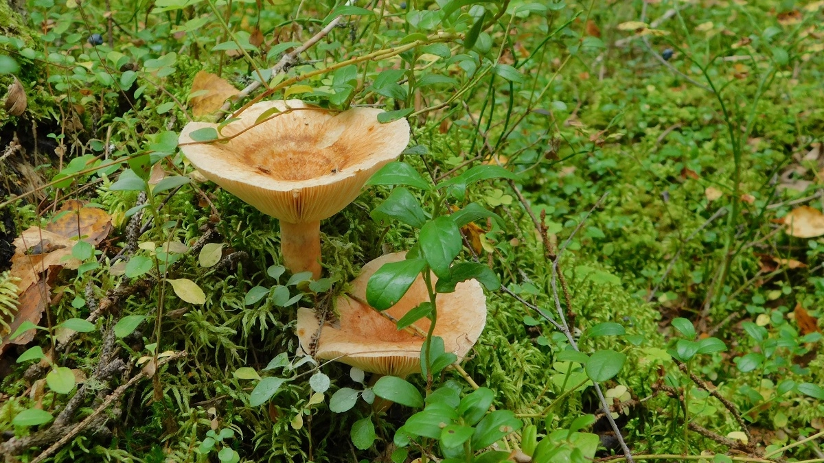 Названы грибы, которые нельзя собирать весной в  России: вот почему