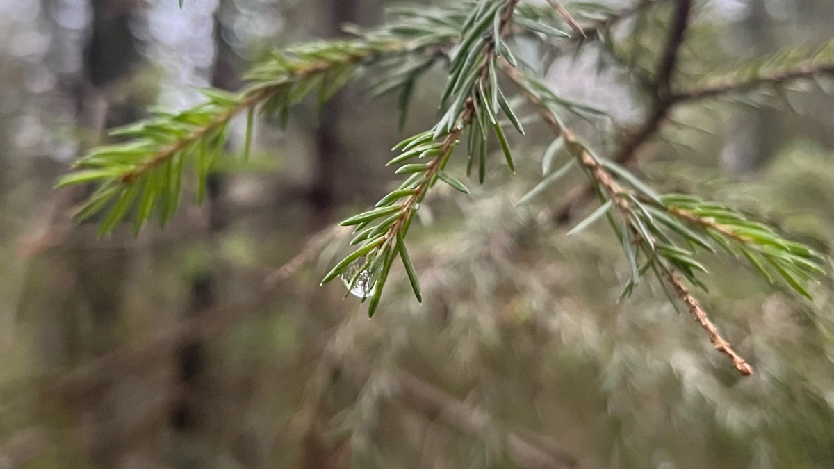Заморозки до -8 градусов придут в Удмуртию: прогноз погоды на 24 апреля 
